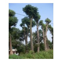 長(zhǎng)期大量供應(yīng)移植截桿香樟、骨架香樟，多桿香樟等大型綠化苗木