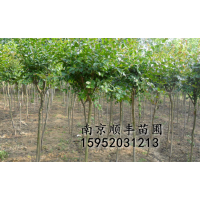 供應(yīng)3-10紫薇