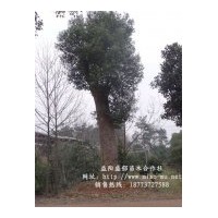 供應(yīng)湖南香樟