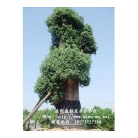 湖南樟樹-湖南益陽(yáng)樟樹-樟樹-湖南香樟-湖南益陽(yáng)香樟樹