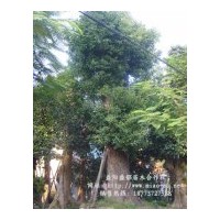 供應(yīng)香樟