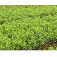 杜鵑 數(shù)量100萬株