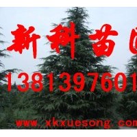 南京雪松 2米雪松價格30元，實時樹苗價格根據時間季節(jié)