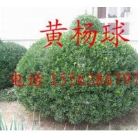 大葉黃楊 黃楊球 銀杏，紫白玉蘭，廣玉蘭，櫻花，蜀膾，紫葉李，