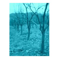 2011最新山西果苗|山西果苗基地|山西柿樹(shù)苗|專售柿樹(shù)苗