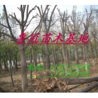銷售：臭椿 毛白楊1-20公分，炮念.一條鞭。107速生楊、速生柳、