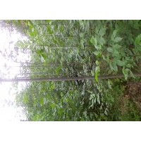 大量供應(yīng)速生白蠟苗