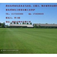 湖南草坪規(guī)格 湖南草坪行情 湖南草坪價格