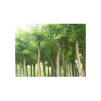 誠意綠化苗木基地供應國槐價格，法桐價格