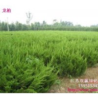 主營產(chǎn)品：小葉黃楊、大葉黃楊、金邊黃楊、法青、金葉女貞、紅葉