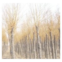金絲柳