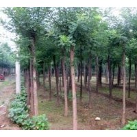 大量國(guó)槐、法桐、合歡、白蠟價(jià)格表