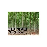 速生楊基地低價(jià)出售速生楊5-10公分