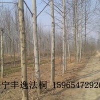 供應 各種規(guī)格法桐 造型法桐