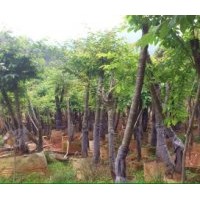 福建山櫻花