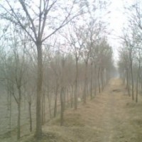 長(zhǎng)期供應(yīng) 國(guó)槐 法桐等優(yōu)質(zhì)一級(jí)原生苗木