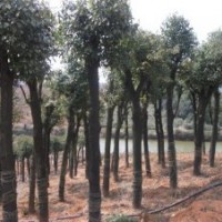 供應(yīng)喬木香樟樹、桂花樹、紅葉石楠、杜英樹、欒樹