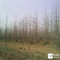 邳州銀杏樹供應(yīng)基地