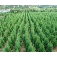 山西苗木側(cè)柏哪里有 側(cè)柏價格 側(cè)柏苗 塔柏價格 苗木種子價格