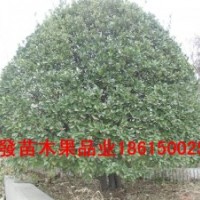 山東大葉黃楊