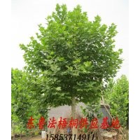 現(xiàn)貨低價供應(yīng) 各規(guī)格 法桐 法梧桐