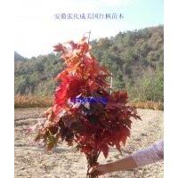 美國紅楓小苗