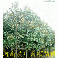廣玉蘭，廣玉蘭基地