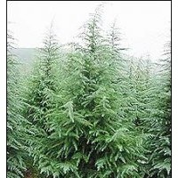 供應(yīng)雪松，北京檜，百日紅，黃楊球