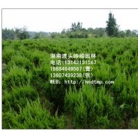 特價(jià)銷售P50-100的龍柏球?。?/></a>
<div><a href=