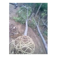 基地出售國(guó)槐和法桐