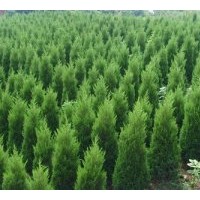 供應(yīng)蜀檜苗 蜀檜球20公分，30公分40公分蜀檜