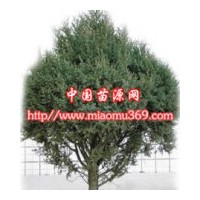刺柏綠化苗木專(zhuān)業(yè)供應(yīng)商！
