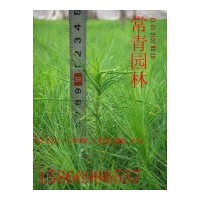 急售低價油松當(dāng)年生苗、油松營養(yǎng)杯苗、50-100公分油松樹苗