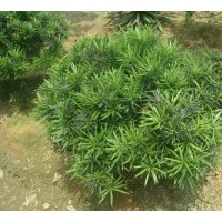 供應香樟、桂花、紫薇、楊梅、杜鵑、欒樹、紅繼木、深山含笑
