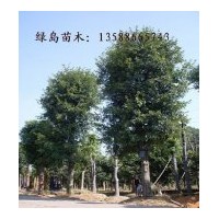花梨木供應(yīng)，求購(gòu)花梨木請(qǐng)到金華綠島苗木基地
