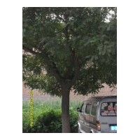 出售國(guó)槐 因修路急售