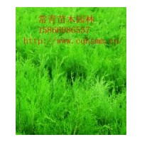特價(jià)供應(yīng)側(cè)柏樹(shù)苗，90cm側(cè)柏苗