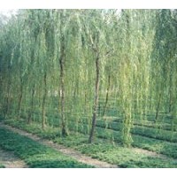 供應(yīng)垂柳