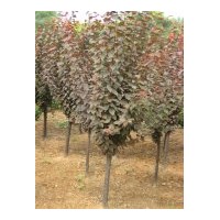 出售紫葉李250棵，木槿高度2米2000棵