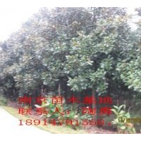 供應(yīng)廣玉蘭，普通石楠，桂花，紫薇，檜柏