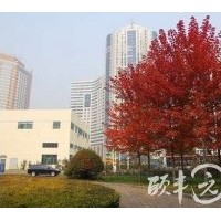 供應(yīng)美國(guó)紅楓