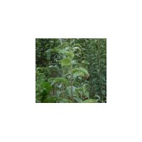 供應(yīng)山西核桃苗 蘋果苗 棗樹苗 柿子苗 山楂苗 海棠苗
