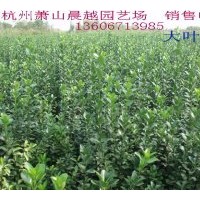 銷售茶梅、紅花繼木、紅葉小檗、黃馨、龜甲冬青、毛鵑