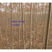 供應(yīng)火炬樹(shù)、河北火炬樹(shù)