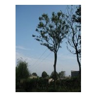 供應(yīng)各種規(guī)格皂莢樹(shù) 樸樹(shù) 藍(lán)花楹