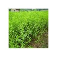 供應(yīng)：白皮松、油松、側(cè)柏、核桃苗、果品苗等