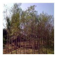 供應大葉女貞 廣玉蘭，白玉蘭，大樸樹，樟樹，桂花樹