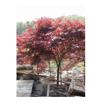 供應紅楓