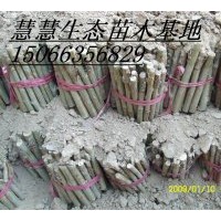 低價(jià)供應(yīng)毛白楊炮捻、一條鞭