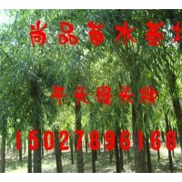 大量供應(yīng)二次定干速生柳、垂柳、饅頭柳、金絲垂柳等工程苗木